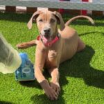 Fawna is a Weimaraner.