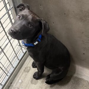 Teddy is a Retriever, Black Labrador.