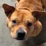 Juice Newton is a Terrier, Pit Bull.