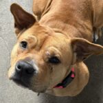 Juice Newton is a Terrier, Pit Bull.