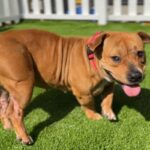 Juice Newton is a Terrier, Pit Bull.