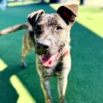 Special is a Shepherd, Dutch.