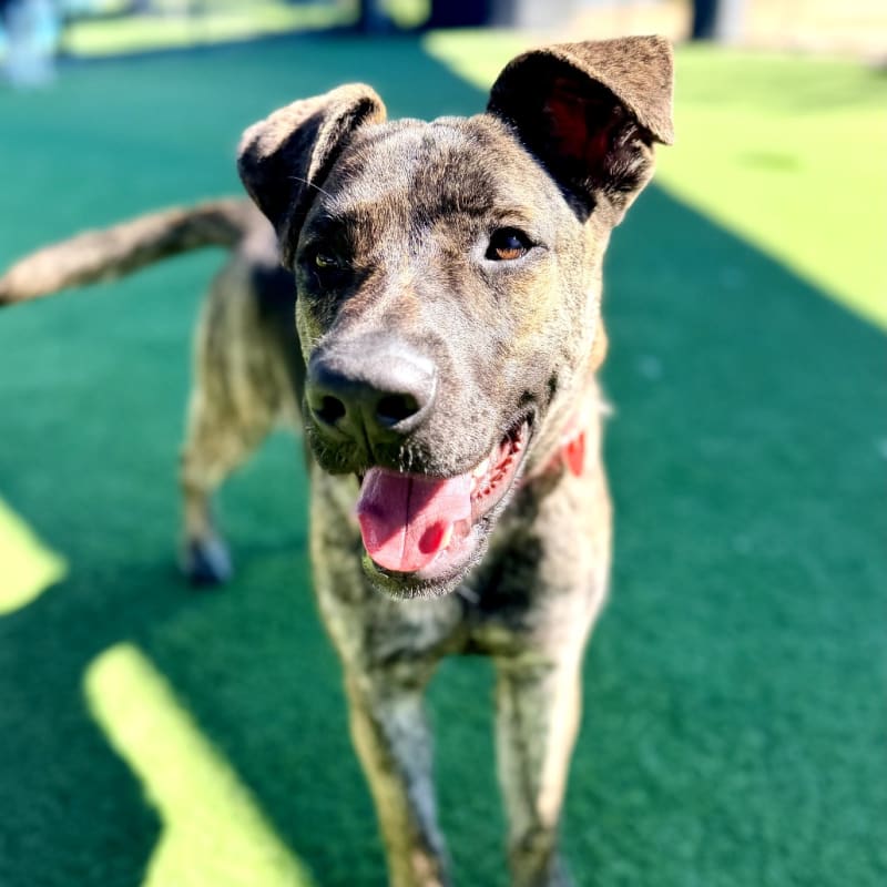 Special is a Shepherd, Dutch.