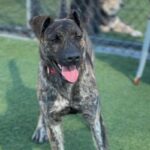 Special is a Shepherd, Dutch.