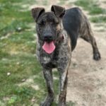 Special is a Shepherd, Dutch.