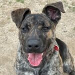 Special is a Shepherd, Dutch.