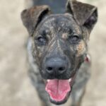 Special is a Shepherd, Dutch.