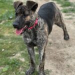 Special is a Shepherd, Dutch.