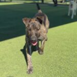 Special is a Shepherd, Dutch.