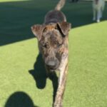 Special is a Shepherd, Dutch.