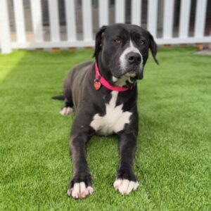 Macy is a Terrier, Pit Bull.