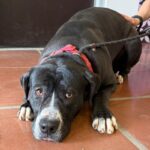 Macy is a Terrier, Pit Bull.