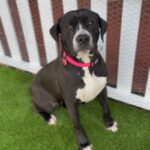 Macy is a Terrier, Pit Bull.