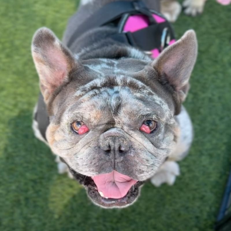 Hercules is a Bulldog.