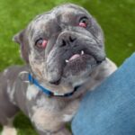 Hercules is a Bulldog.