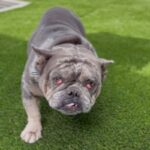 Hercules is a Bulldog.