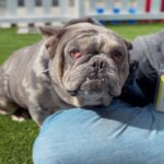 Hercules is a Bulldog.