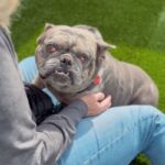 Hercules is a Bulldog.