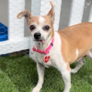Bella is a Chihuahua/Mixed Breed (Small).
