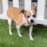 Bella is a Chihuahua/Mixed Breed (Small).
