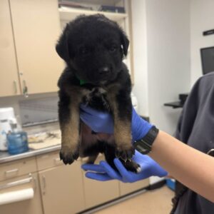 Mark is a Shepherd, Australian.