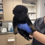 Milli is a Shepherd, Australian.