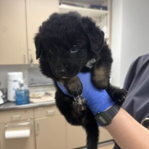 Matthew is a Shepherd, Australian.