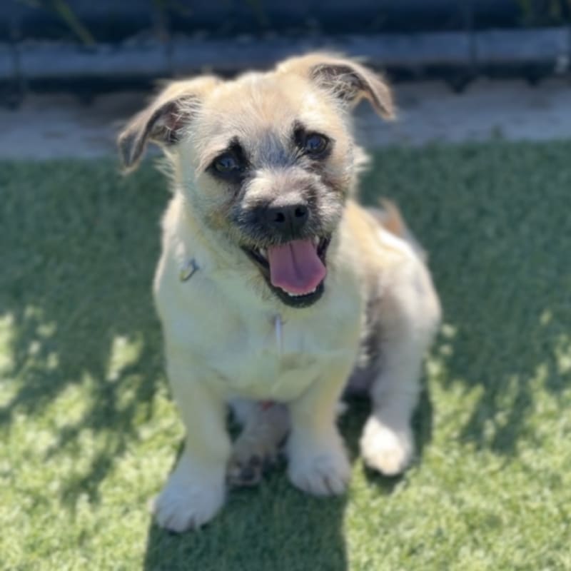 Tomato is a Pug/Terrier, Cairn.