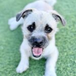Tomato is a Pug/Terrier, Cairn.