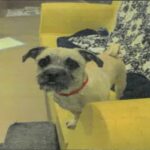 Tomato is a Pug/Terrier, Cairn.