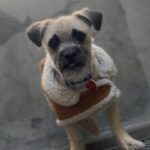 Tomato is a Pug/Terrier, Cairn.