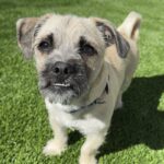 Tomato is a Pug/Terrier, Cairn.