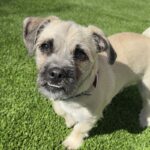 Tomato is a Pug/Terrier, Cairn.