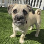 Tomato is a Pug/Terrier, Cairn.