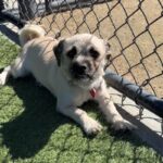 Tomato is a Pug/Terrier, Cairn.
