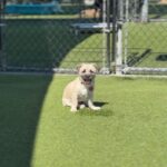 Tomato is a Pug/Terrier, Cairn.