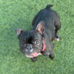 Paris is a Bulldog, French/None.