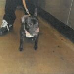 Paris is a Bulldog, French/None.