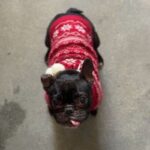 Paris is a Bulldog, French/None.