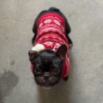 Paris is a Bulldog, French/None.