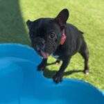 Paris is a Bulldog, French/None.