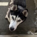 Gigi is a Husky, Siberian.