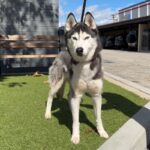 Gigi is a Husky, Siberian.