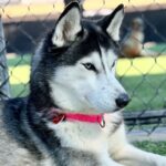 Gigi is a Husky, Siberian.