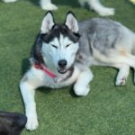 Gigi is a Husky, Siberian.