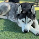 Gigi is a Husky, Siberian.