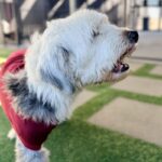 Oso is a Sheepdog, Old English.