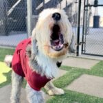 Oso is a Sheepdog, Old English.