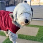 Oso is a Sheepdog, Old English.