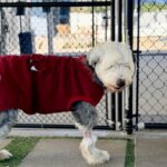 Oso is a Sheepdog, Old English.